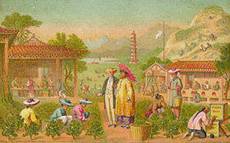 Szenen auf einer Teeplantage
