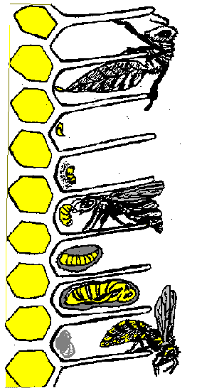 Die Bienenentwicklung