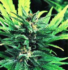 'Cannabis Sativa (Hennep)'
